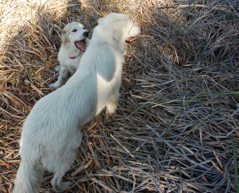 dogs